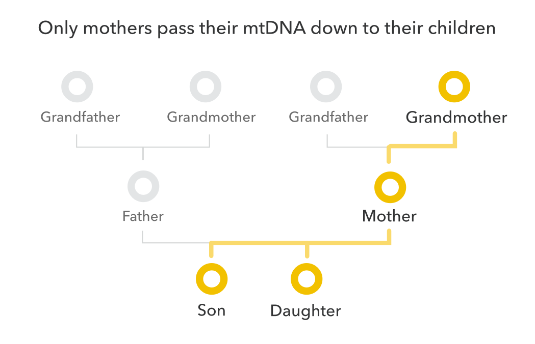 yellow_mtDNA_pedigree.png