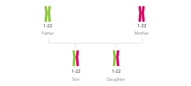 DNA Phasing And Inheritance – 23andMe Customer Care | Europe